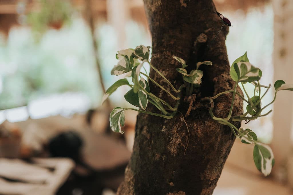 Plant-Based Cuisine - Image 18