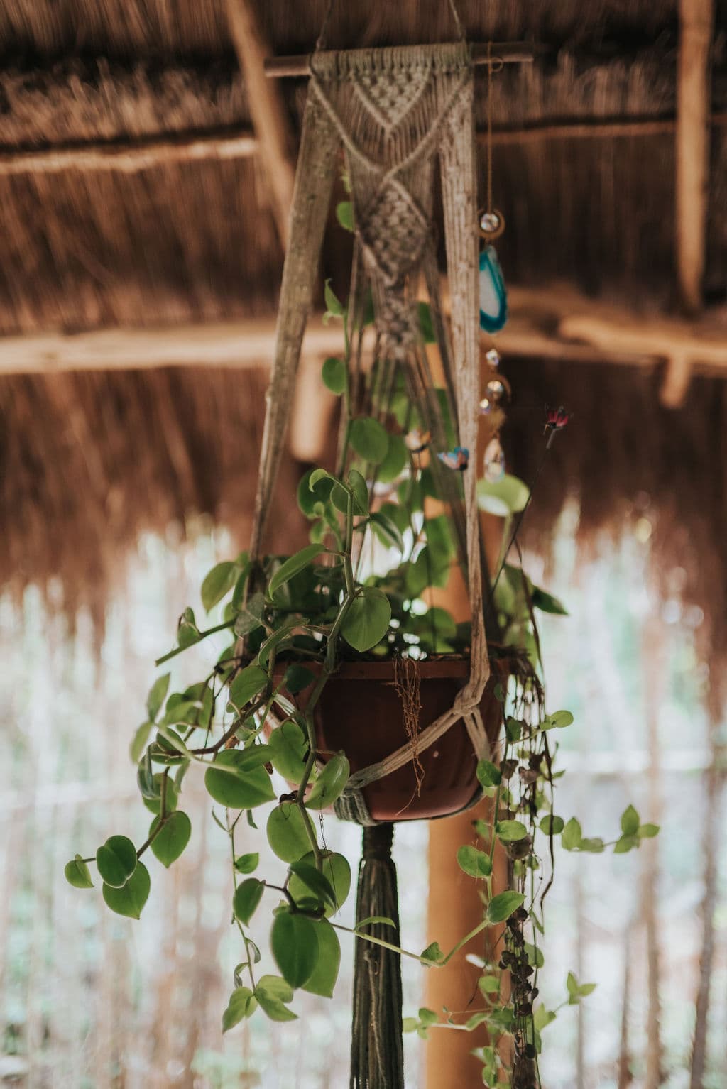 Plant-Based Cuisine - Image 21