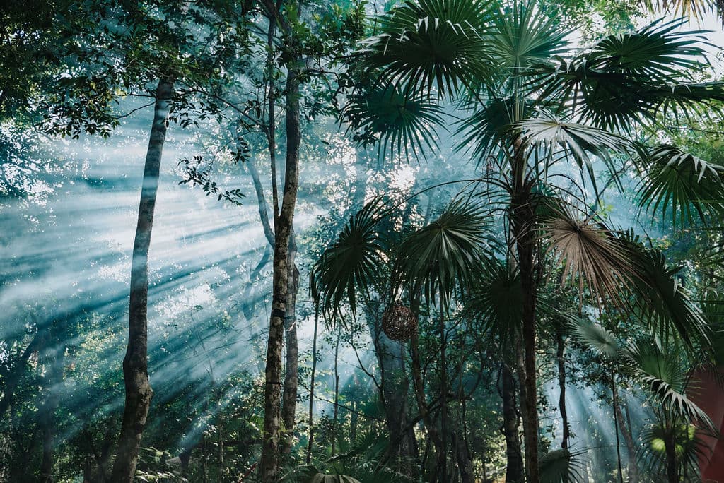 Lunita Jungle Retreat Centre - Image 9