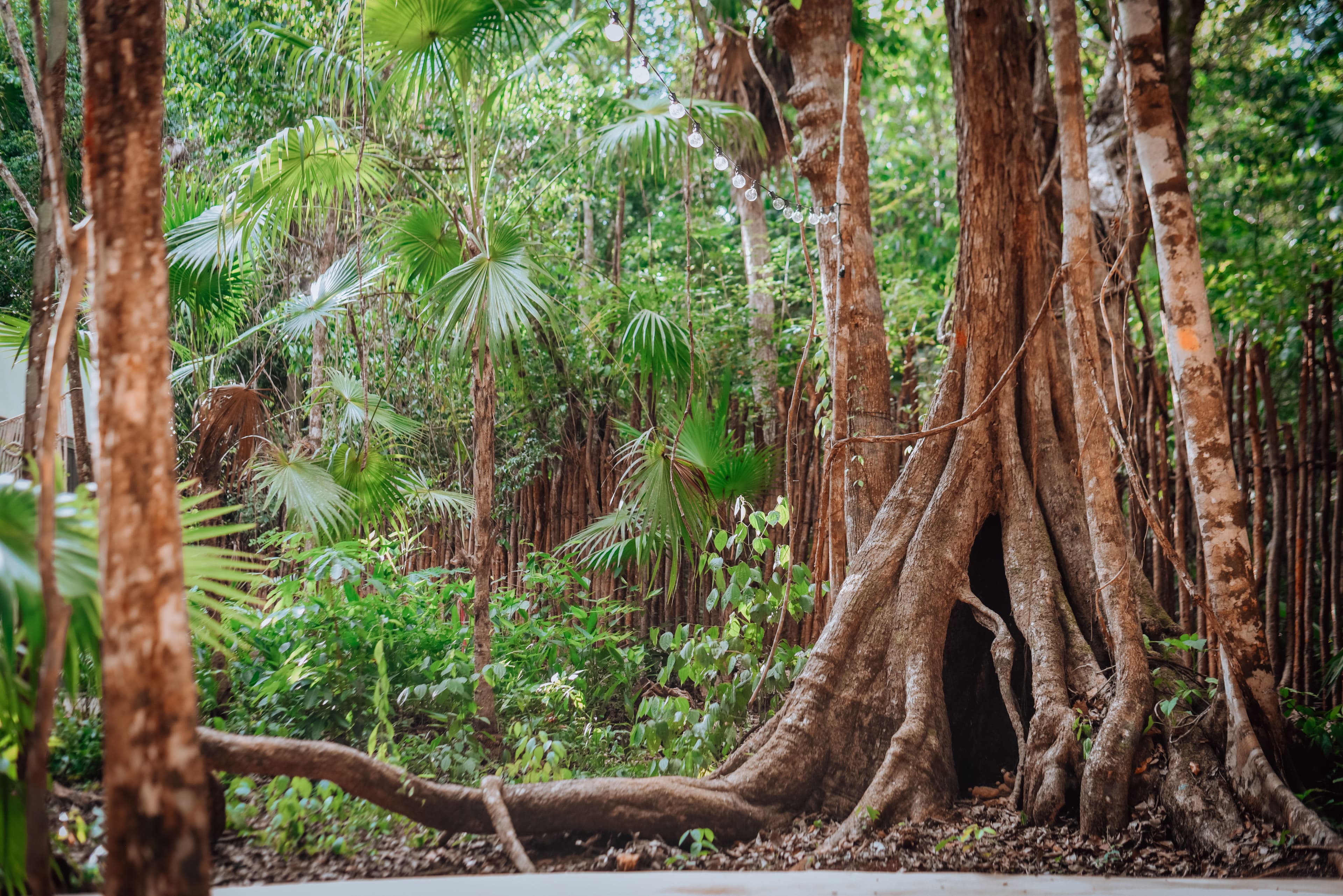 Lunita Jungle Retreat Centre - Image 8