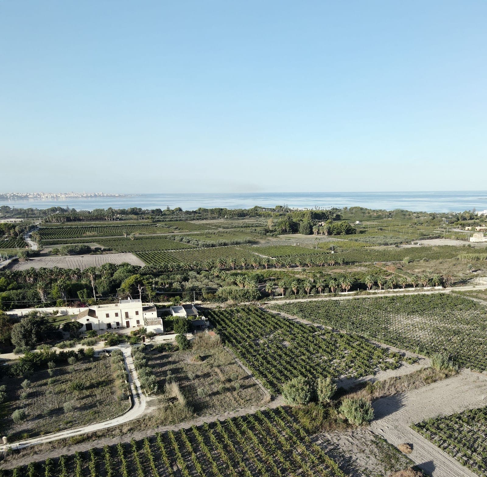 Vineyard rows at the Salinara farm