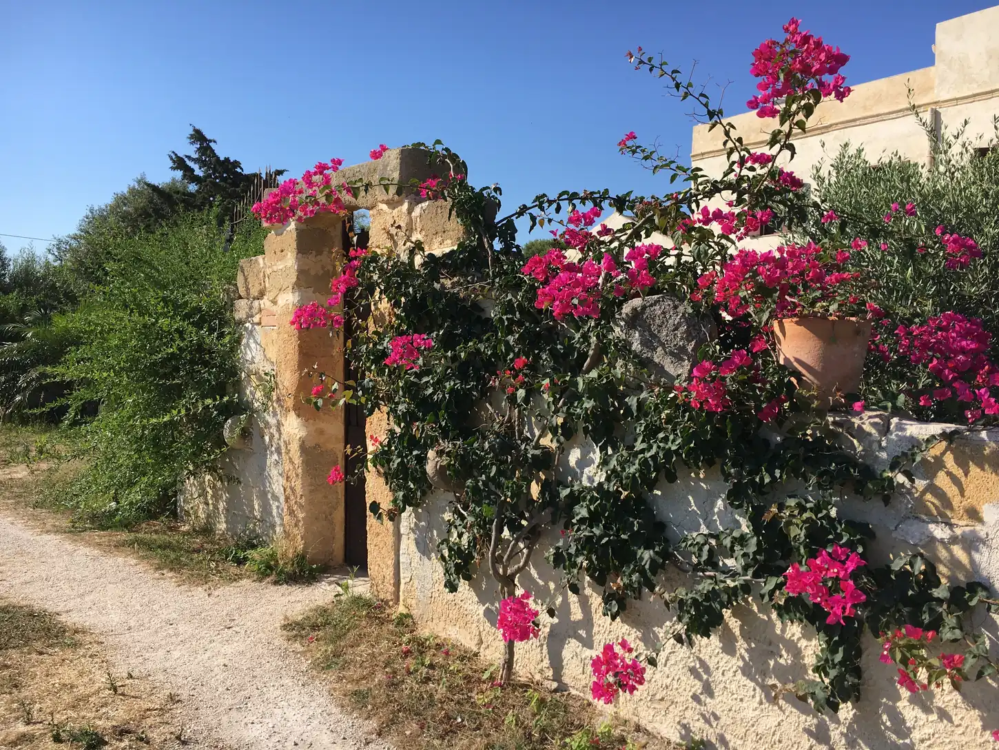 Salinara Retreat Centre grounds, gardens, vineyard paths, and yoga shala - Image 4