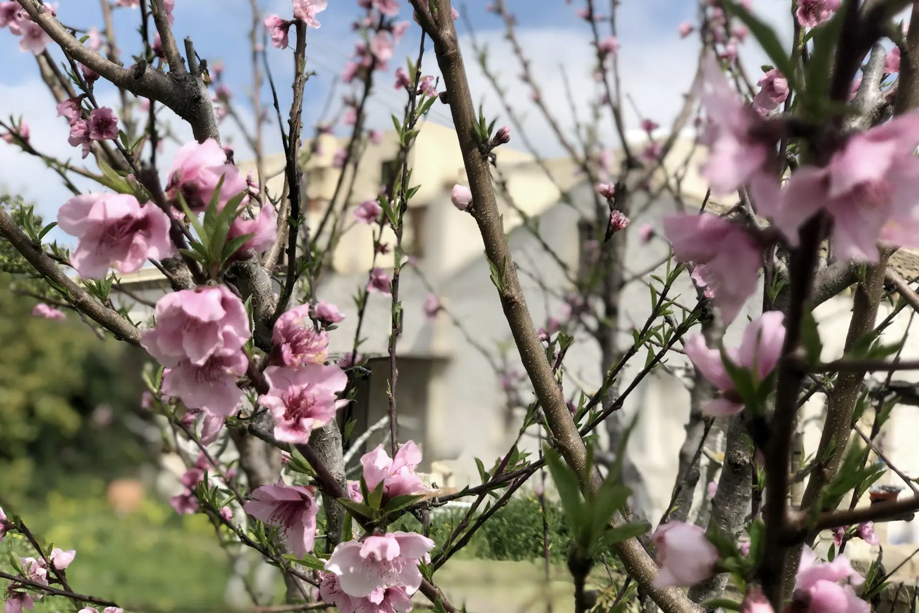 Salinara Retreat Centre grounds, gardens, vineyard paths, and yoga shala - Image 6