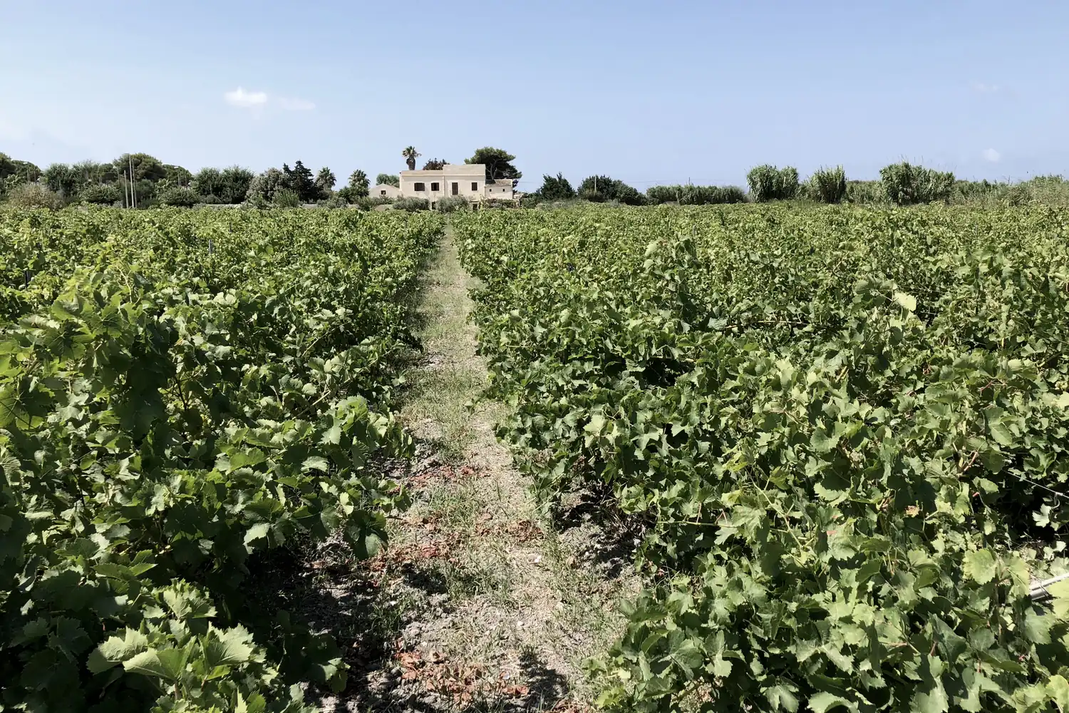 Salinara Retreat Centre grounds, gardens, vineyard paths, and yoga shala - Image 3
